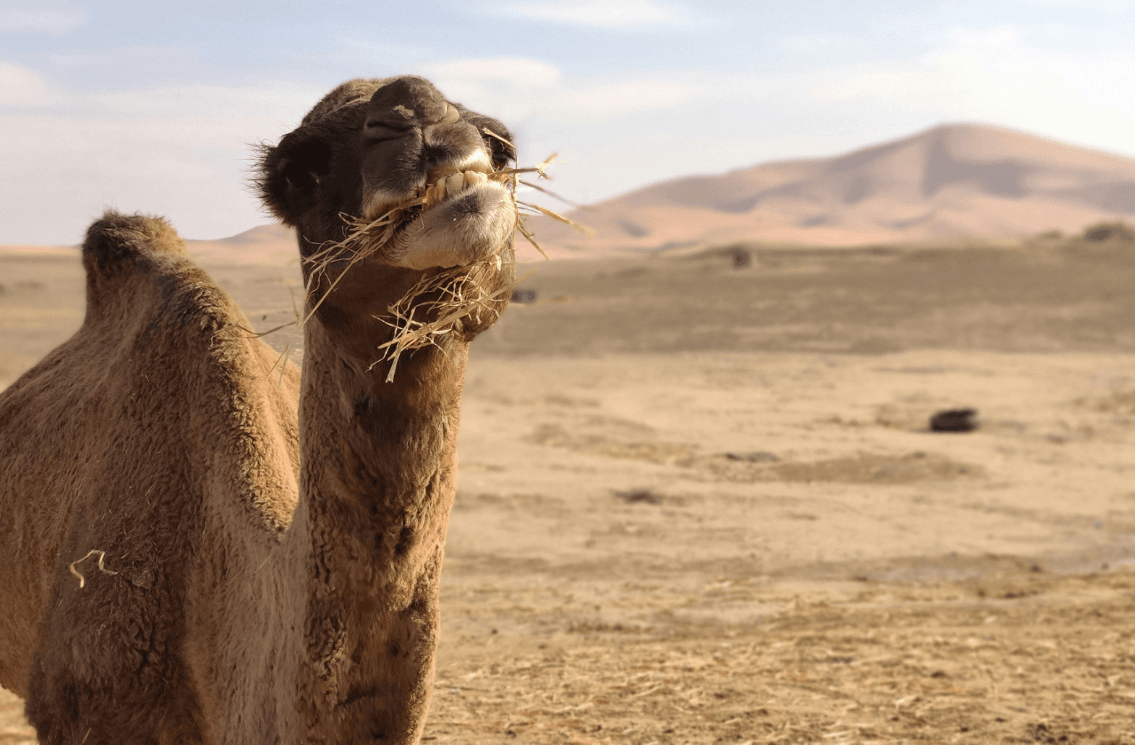 Desert, Kasbahs & Ocean