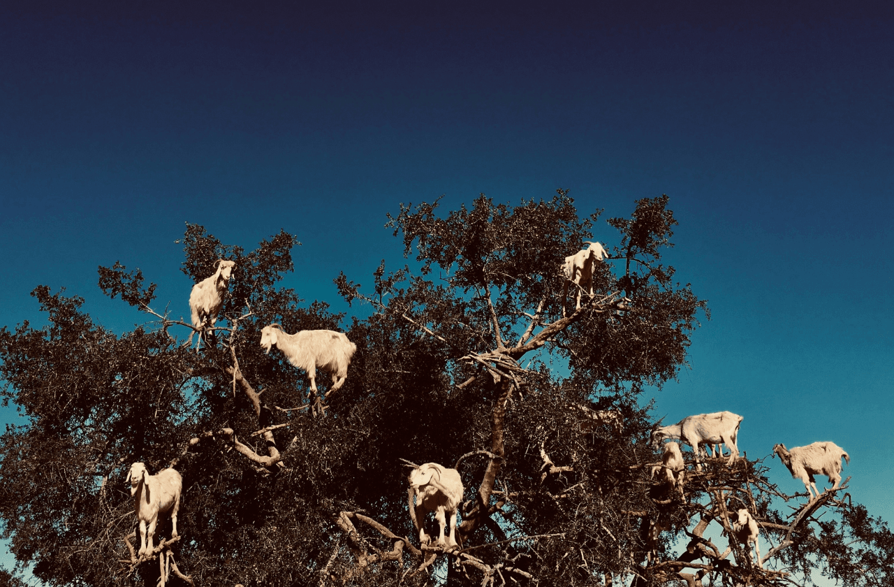 Desert, Kasbahs & Ocean